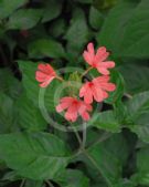 Crossandra nilotica