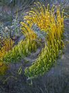 Grevillea Golden Lyre