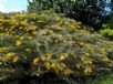 Grevillea Golden Lyre