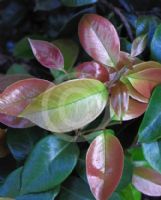 Syzygium francisii Glossy Gem