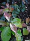 Syzygium francisii Glossy Gem