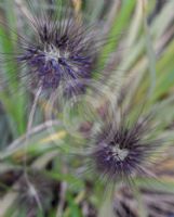 Pennisetum alopecuroides Black Lea