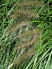 Pennisetum alopecuroides Black Lea