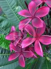 Plumeria rubra Black Red