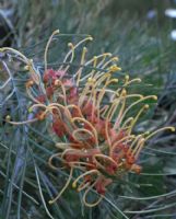 Grevillea Little Honey