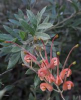 Grevillea Sunrise