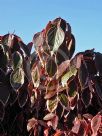 Acalypha wilkesiana Marginata