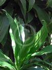 Dracaena fragrans Janet Craig