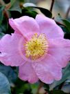 Camellia sasanqua Plantation Pink