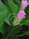 Curcuma Laddawan