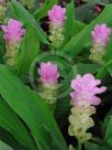 Curcuma Laddawan