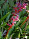 Aechmea weilbachii leodiensis