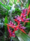 Aechmea weilbachii leodiensis