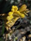 Anigozanthos Bush Bonanza