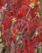 Anigozanthos Bush Fury