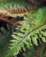 Blechnum discolor