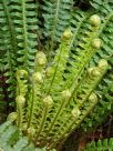 Blechnum discolor