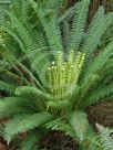 Blechnum discolor