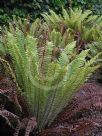 Blechnum discolor