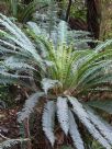 Blechnum discolor