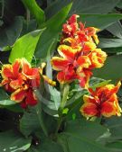 Canna generalis S. Lochner