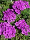 Verbena Homestead Purple