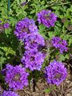 Verbena Homestead Purple