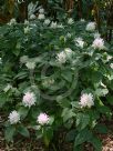 Justicia carnea Alba