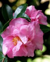 Camellia sasanqua Jennifer Susan