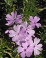 Phlox subulata Betty