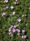 Phlox subulata Betty