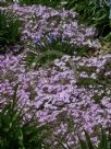 Phlox subulata Betty