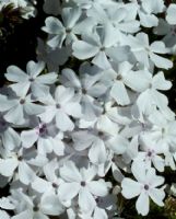 Phlox subulata Alba