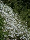 Phlox subulata Alba