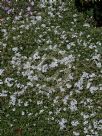 Phlox subulata Alba