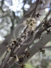 Eucalyptus copulans