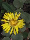 Grindelia stricta venulosa