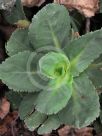 Grindelia stricta venulosa