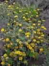 Grindelia stricta venulosa