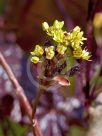 Acer platanoides Crimson King