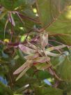 Acer platanoides Crimson King