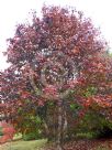 Acer platanoides Crimson King