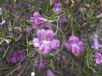 Eremophila drummondii