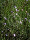 Eremophila drummondii