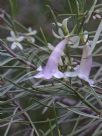 Eremophila oppositifolia