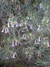 Eremophila oppositifolia