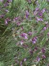 Eremophila oppositifolia