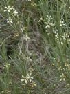 Eremophila oppositifolia