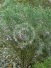 Eremophila oppositifolia