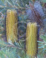 Banksia cunninghamii